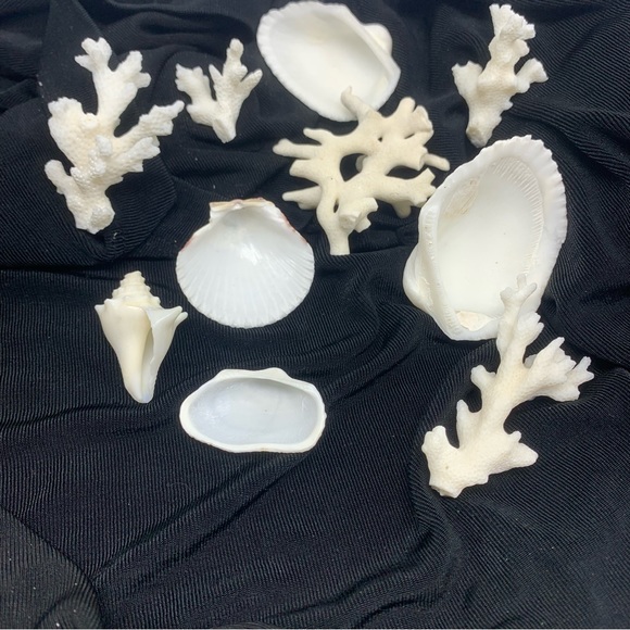 Vintage Shells and Coral from Beach in San Juan, Puerto Rico circa 1972 - Picture 2 of 6